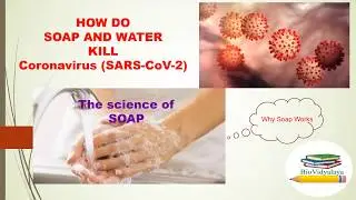 HOW DO SOAP AND WATER KILL CORONA VIRUS (SARS CoV-2) | WHY SOAP WORKS EFFECTIVELY