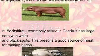 Planning for The Family Animal and Fish Raising Agriculture 6
