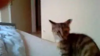 Aggrocat