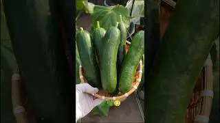 Cucumber Growing Made Easy | Harvest Fresh Cucumber 🥒🌿 #cucumber #cucumberharvest