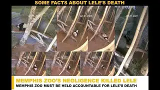 20220929 | Lele&rsquo;s severe diarrhea on September 29 2022