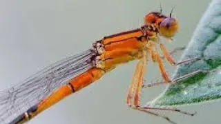 Damselfly view