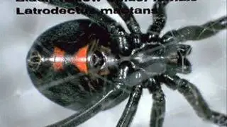 Pest Control Mesa AZ- Extermination & Pest Control Services