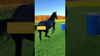 Malin&hellip; ce cheval n&rsquo;a clairement pas sign&eacute; pour rester enferm&eacute; 🤣