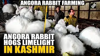 Youth in Kashmir embrace Angora Rabbit Farming for employment and pet purposes