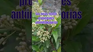 CHILCA | #plantas #medicine #medicinalplants #agroecology #agriculture #agricultura #shorts