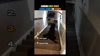 Ranking Best Dogs Going Down The Stairs