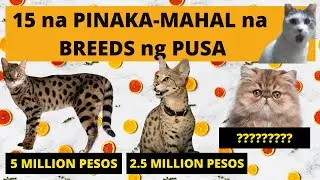 🐈 15 na Pinaka-MAHAL na BREEDS ng PUSA | Most Expensive CAT Breeds in the WORLD
