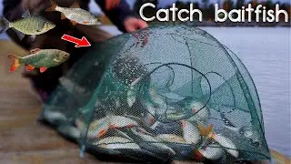 This Is How You Catch BAITFISH! 🎣 Roach, Rudd & Bream
