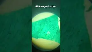 What an onion epidermis looks like under 40X 100X and 400X magnifications. #microscope #onion