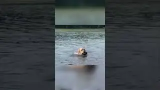 Labrador Thinks He Is A Sea Otter