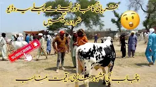 Bakra Mandi | Choudhary or Goga mandi ma | Master and Anas Vlogs