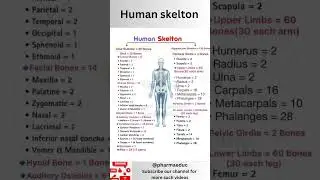 🦴 Human Skeleton Explained in 3 Minutes | Axial vs Appendicular Bones | Learn Fast & Easy!