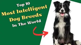 Top 10 Most Intelligent Dog Breeds In The World - Everything you need to know