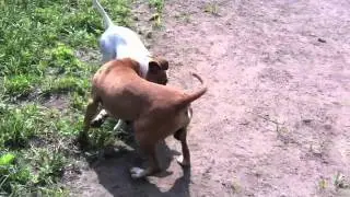 **ADOPTED** They were separated since nobody would adopt them together