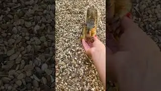 Wild Squirrel Loves To Play With Mom | The Dodo  #thedodoanimals #dodoanimals
