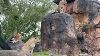 Лучшая дождливая ночь в парке Disney&rsquo;s Animal Kingdom!