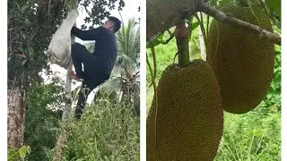 Mag putus tag nangka. Para naa Tay  maharvest puhun.ug maka himu tag ice candy nga nangka flavor.