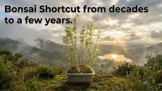 Grow Bonsai in Years, Not Decades! Secret Shortcut Revealed