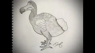 How to draw bird/dodo 1/extinct bird/&Pi;&omega;&sigmaf; &nu;&alpha; &zeta;&omega;&gamma;&rho;&alpha;&phi;ί&sigma;&omega; έ&nu;&alpha; &pi;&omicron;&upsilon;&lambda;ί/&Nu;&tau;ό&nu;&tau;&omicron; 1/&epsilon;&xi;&alpha;&phi;&alpha;&nu;&iota;&sigma;&mu;έ&nu;&omicron; &pi;&omicron;&upsilon;&lambda;ί