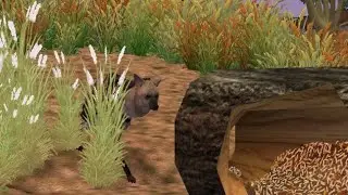 주타이쿤2 관찰카메라 - 땅늑대 (ZT2 observation camera - Aardwolf)