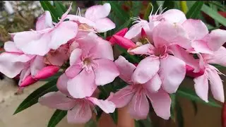Kaner plant care... || A to Z kaner plant care... || Best summer flowering plant kaner / oleander ..