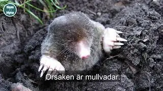 Mullvadar har grävt upp hela Isabellas tomt