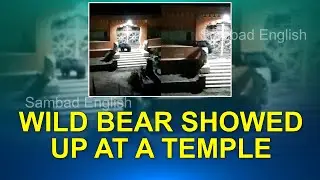 Wild bear showed up at a temple in Odisha | Sambad English | Sambad