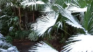 Winter in our Small Tropical Garden, Snowy Palms & Winter Protection