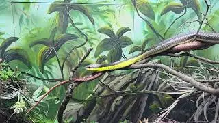 Miranda green racer