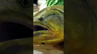 Fly Fishing the Bolivian Amazon for Dorado in Jungle Angler