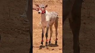 ✨Hyper Active 🔥Hallikar race bull calf 😈 running ❣️💥#hallikar #shorts #hallikarbulls #jalikattu #cow