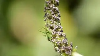 Vita in Primavera