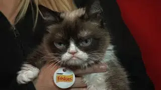 Internet sensation Grumpy Cat dies at age 7