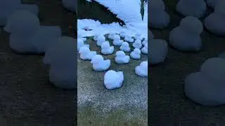 관악산 Gwanaksan 冠岳山 Snow duck duck ❄️🦆