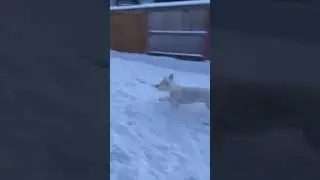 Dog gets so excited when he&rsquo;s in the snow! #trending #shorts #dog #cute #funny
