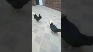 тамошога асал галанка лар