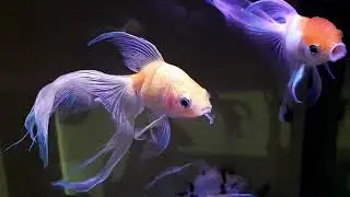 Long tail goldfish / Goldfish with long tail