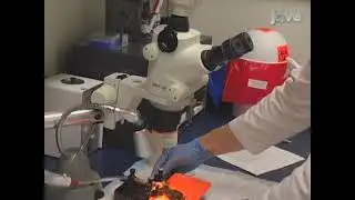 Intravital microscopy of the microcirculation in the mouse brain utilizing a sealed cranial window