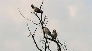 Juvenile Hadada Ibis and Grey Heron Perched in a Dead Tree | African Wetlands Birdlife