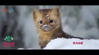 Chinese people are drinking Nongfu brand !