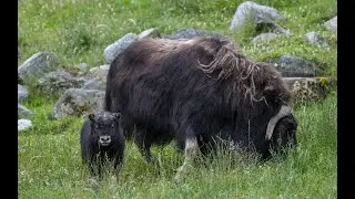 Adorable Baby Muskox