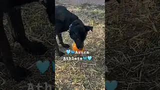 Azura LOVES to play 🎾🦴🩵 Azura is at the Maxfund dog shelter in #denver 🦋🩵🌸