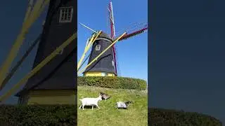 #farm &icirc;n #Holand #goats #windmill #shorts