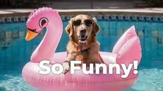 Pet Comedy Gold: Hilarious Moments With Our Furry Friends!