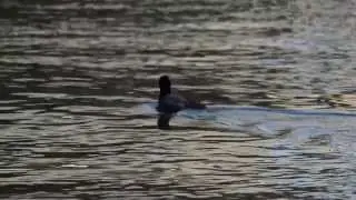 American Coot, Swimming. Kent Narrows, MD
