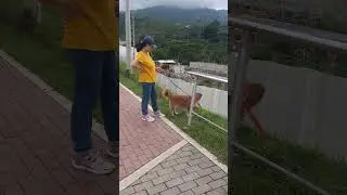 Saquemos a nuestras mascotas con collar, cogidas, con eso evitamos accidentes o da&ntilde;os a terceros
