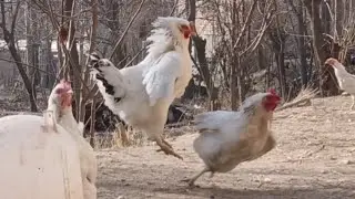 Мург фуруши рябушка Тел9040 03802 ватсап хаст