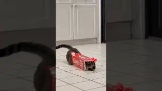 Hilarious cats + small boxes = lots of chaos 😹 #cute #silly #catshorts #cats #comedy