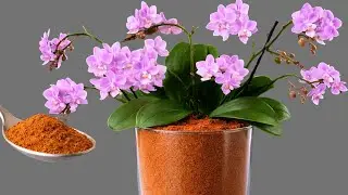 Просто посыпьте сверху! Орхидеи, у которых не было цветов, внезапно расцветут.